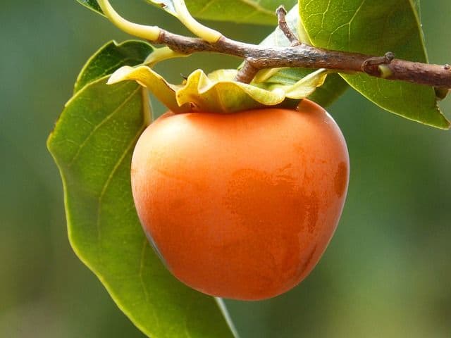 Kaki Fruit / Persimmon 